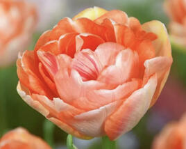 Tulipán pivoňkovitý 'Charming Lady'