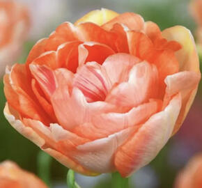 Tulipán pivoňkovitý 'Charming Lady'