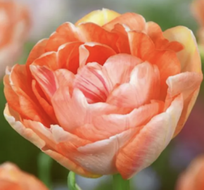 Tulipán pivoňkovitý 'Charming Lady' - Tulipa Peony 'Charming Lady'