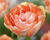 Tulipán pivoňkovitý 'Charming Lady'