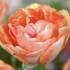 Tulipa Peony _Charming Lady_.png