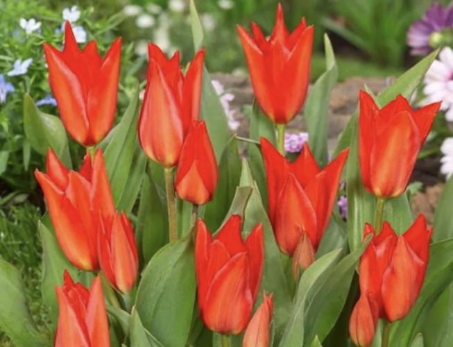 Tulipán botanický 'Zwanenburg' - Tulipa praestans 'Zwanenburg'
