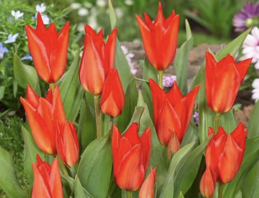 Tulipán botanický 'Zwanenburg' - Tulipa praestans 'Zwanenburg'