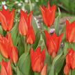 Tulipán botanický 'Zwanenburg' - Tulipa praestans 'Zwanenburg'