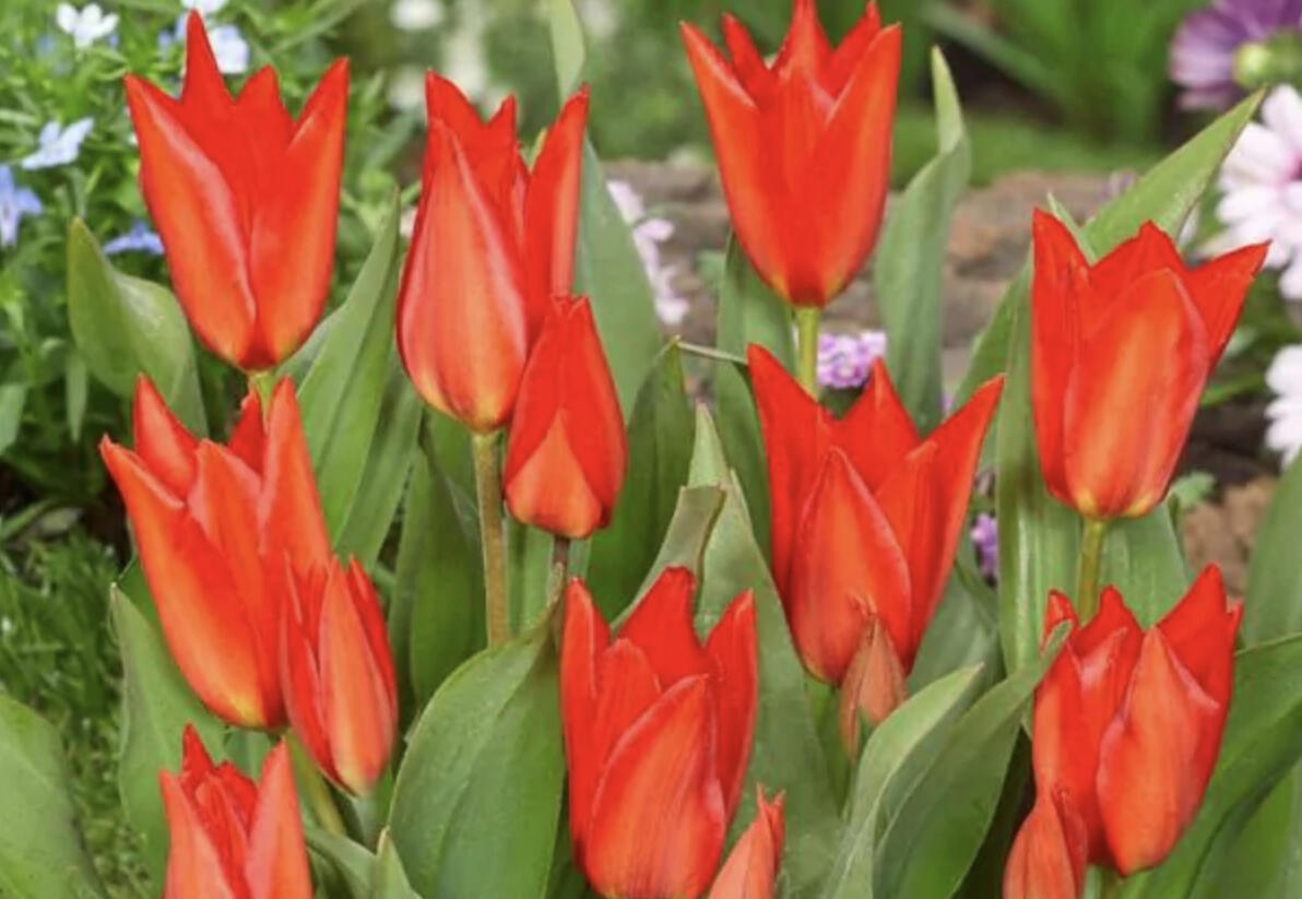 Tulipán botanický 'Zwanenburg' - Tulipa praestans 'Zwanenburg'