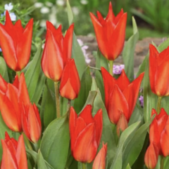 Tulipán botanický 'Zwanenburg' - Tulipa praestans 'Zwanenburg'