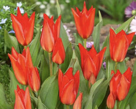 Tulipán botanický 'Zwanenburg'