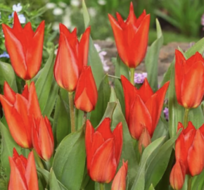 Tulipán botanický 'Zwanenburg' - Tulipa praestans 'Zwanenburg'