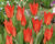 Tulipán botanický 'Zwanenburg'