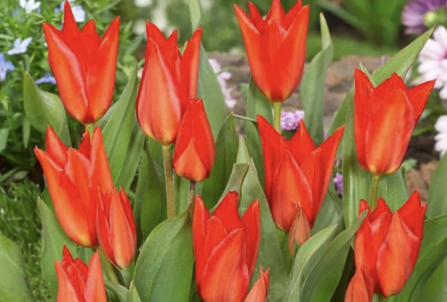 Tulipán botanický 'Zwanenburg' - Tulipa praestans 'Zwanenburg'
