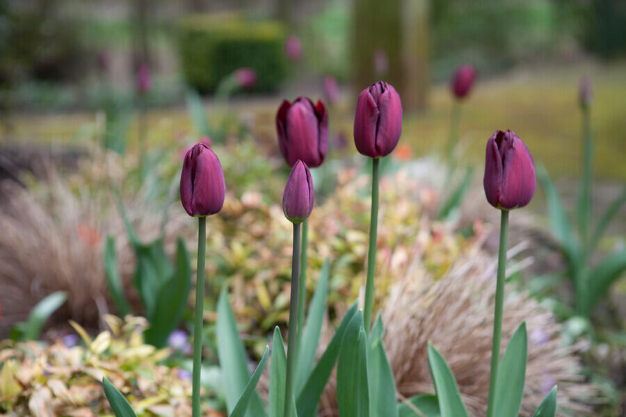 Tulipán 'Ronaldo' - Tulipa 'Ronaldo'