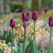 Tulipán 'Ronaldo' - Tulipa 'Ronaldo'