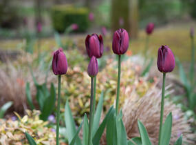 Tulipán Triumph 'Ronaldo' - Tulipa Triumph 'Ronaldo'