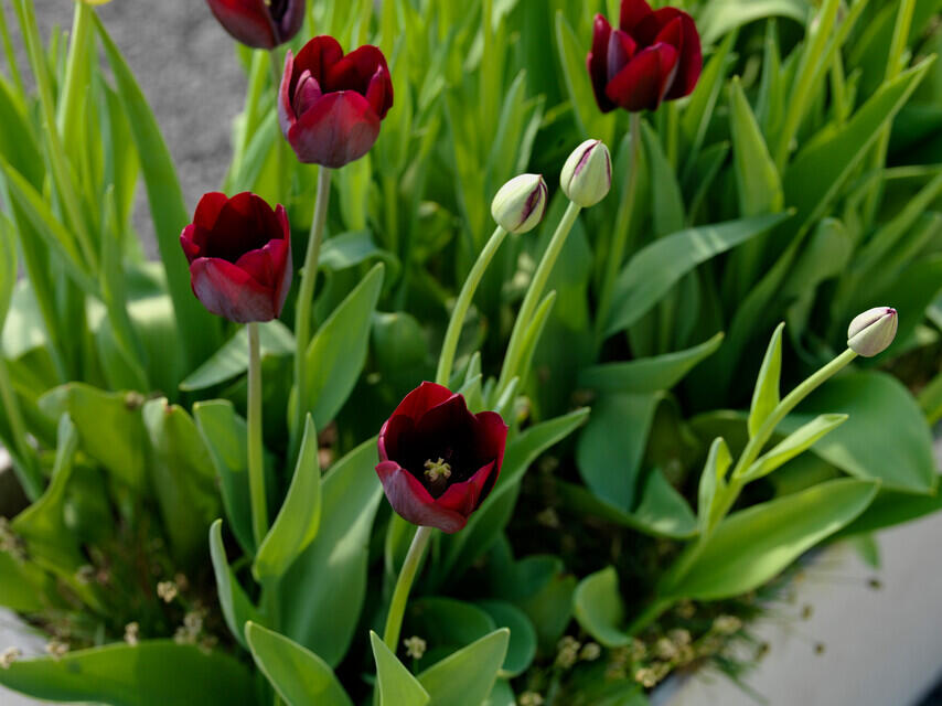 Tulipán Triumph 'Ronaldo' - Tulipa Triumph 'Ronaldo'