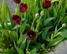 Tulipán Triumph 'Ronaldo'