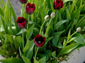 Tulipán Triumph 'Ronaldo' - Tulipa Triumph 'Ronaldo'