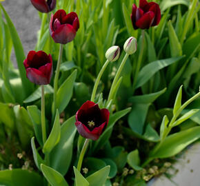 Tulipán 'Ronaldo' - Tulipa 'Ronaldo'