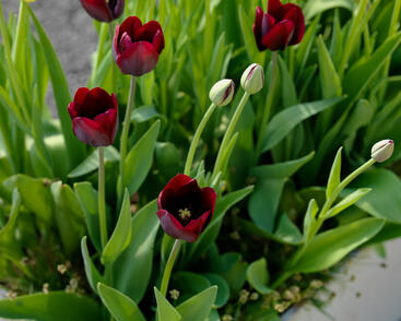 Tulipán Triumph 'Ronaldo'