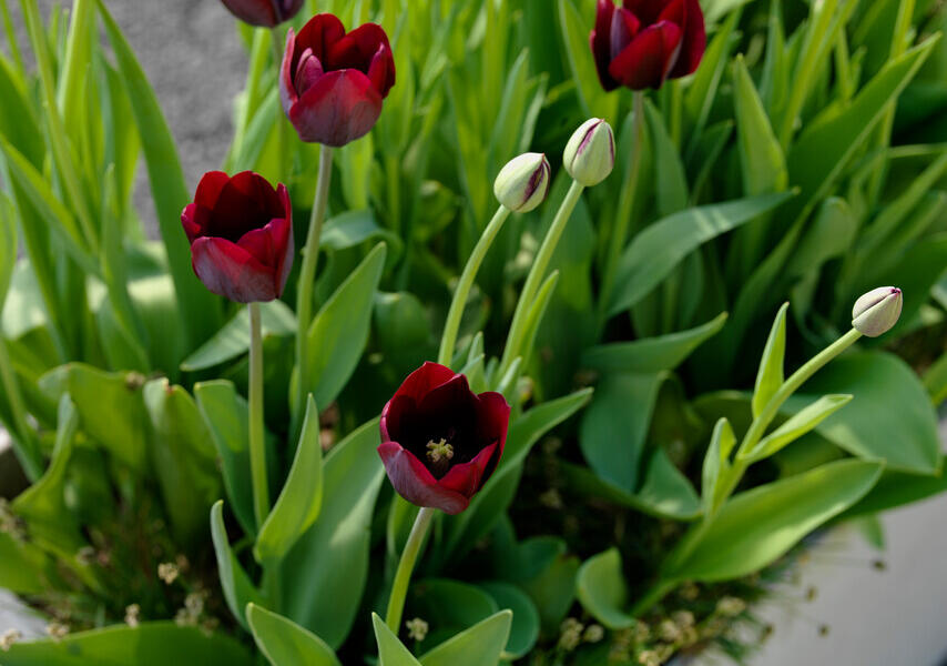 Tulipán Triumph 'Ronaldo' - Tulipa Triumph 'Ronaldo'