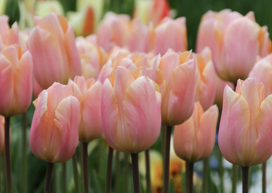 Tulipán ranný 'Apricot Perfection' - Tulipa Single Early 'Apricot Perfection'