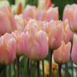 Tulipán ranný 'Apricot Perfection' - Tulipa Single Early 'Apricot Perfection'