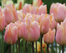 Tulipán jednoduchý raný 'Apricot Perfection'