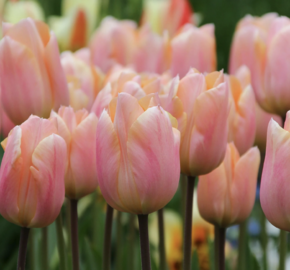 Tulipán ranný 'Apricot Perfection' - Tulipa Single Early 'Apricot Perfection'