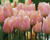Tulipán jednoduchý raný 'Apricot Perfection'