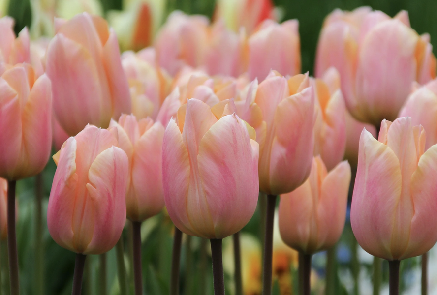 Tulipán jednoduchý raný 'Apricot Perfection' - Tulipa Single Early 'Apricot Perfection'