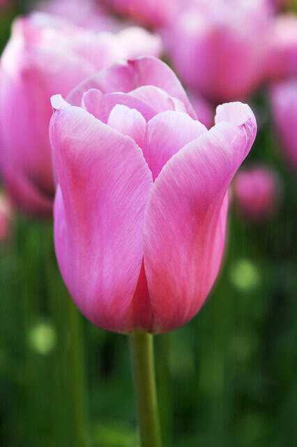 Tulipán Triumph 'Mistress' - Tulipa Triumph 'Mistress'