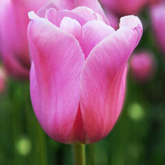 Tulipán Triumph 'Mistress' - Tulipa Triumph 'Mistress'