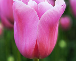 Tulipán Triumph 'Mistress'