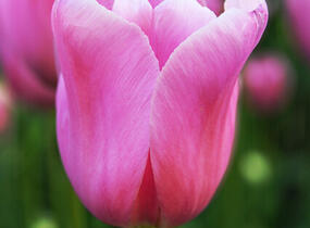 Tulipán Triumph 'Mistress' - Tulipa Triumph 'Mistress'