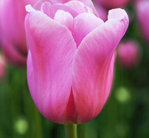 Tulipán Triumph 'Mistress' - Tulipa Triumph 'Mistress'