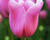 Tulipán Triumph 'Mistress'