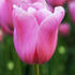 Tulipa Triumph _Mistress_.jpg