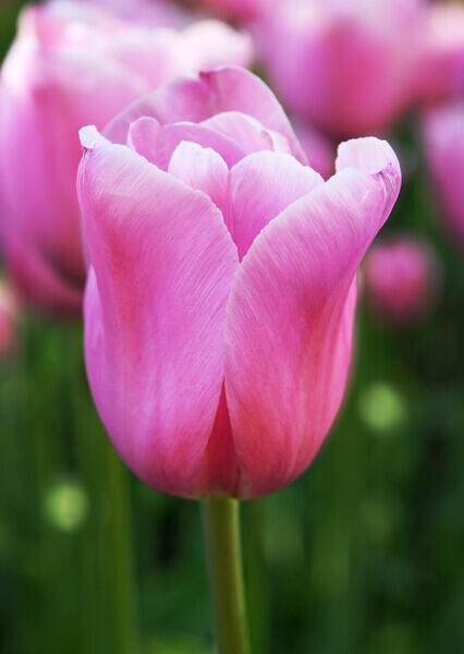 Tulipán Triumph 'Mistress' - Tulipa Triumph 'Mistress'