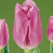 Tulipán Triumph 'Mistress' - Tulipa Triumph 'Mistress'
