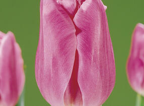 Tulipán Triumph 'Mistress' - Tulipa Triumph 'Mistress'