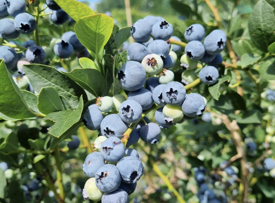 Borůvka chocholičnatá, kanadská borůvka 'Bonus' - Vaccinium corymbosum 'Bonus'