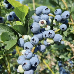 Borůvka chocholičnatá, kanadská borůvka 'Bonus' - Vaccinium corymbosum 'Bonus'