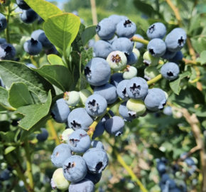 Borůvka chocholičnatá, kanadská borůvka 'Bonus' - Vaccinium corymbosum 'Bonus'