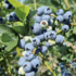 Vaccinium corymbosum 'Bonus'.png