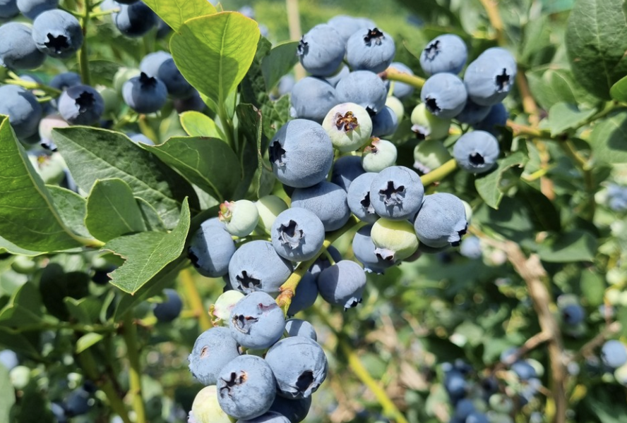Borůvka chocholičnatá, kanadská borůvka 'Bonus' - Vaccinium corymbosum 'Bonus'