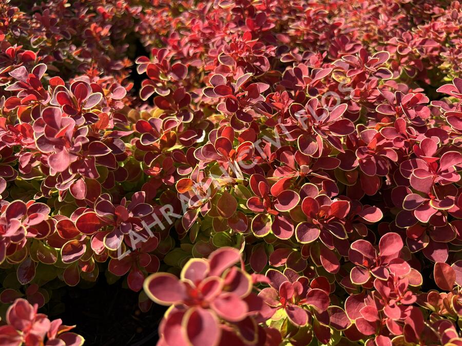 Dřišťál Thunbergův 'Red Hot Chili' - Berberis thunbergii 'Red Hot Chili'