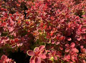Dřišťál Thunbergův 'Red Hot Chili' - Berberis thunbergii 'Red Hot Chili'