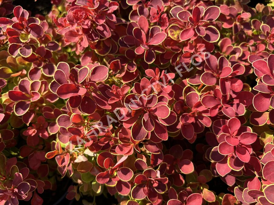 Dřišťál Thunbergův 'Red Hot Chili' - Berberis thunbergii 'Red Hot Chili'