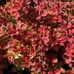 Dřišťál Thunbergův 'Red Hot Chili' - Berberis thunbergii 'Red Hot Chili'