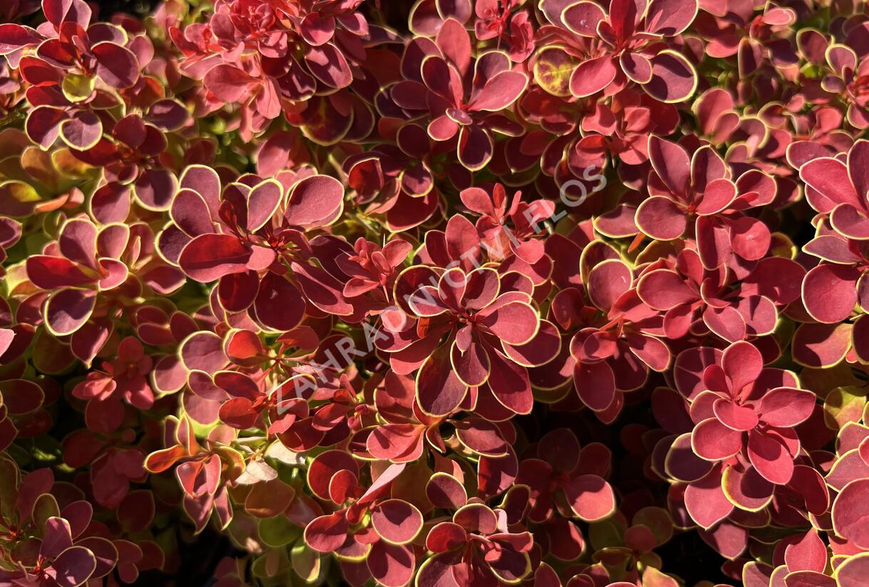 Dřišťál Thunbergův 'Red Hot Chili' - Berberis thunbergii 'Red Hot Chili'