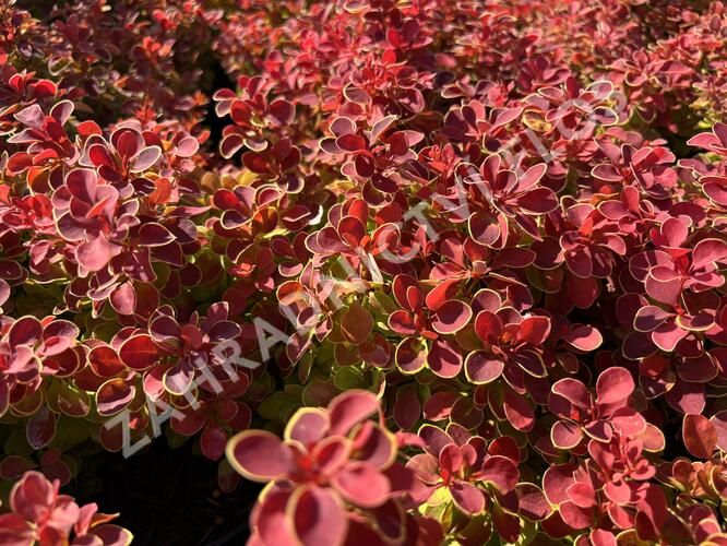 Dřišťál Thunbergův 'Red Hot Chili' - Berberis thunbergii 'Red Hot Chili'